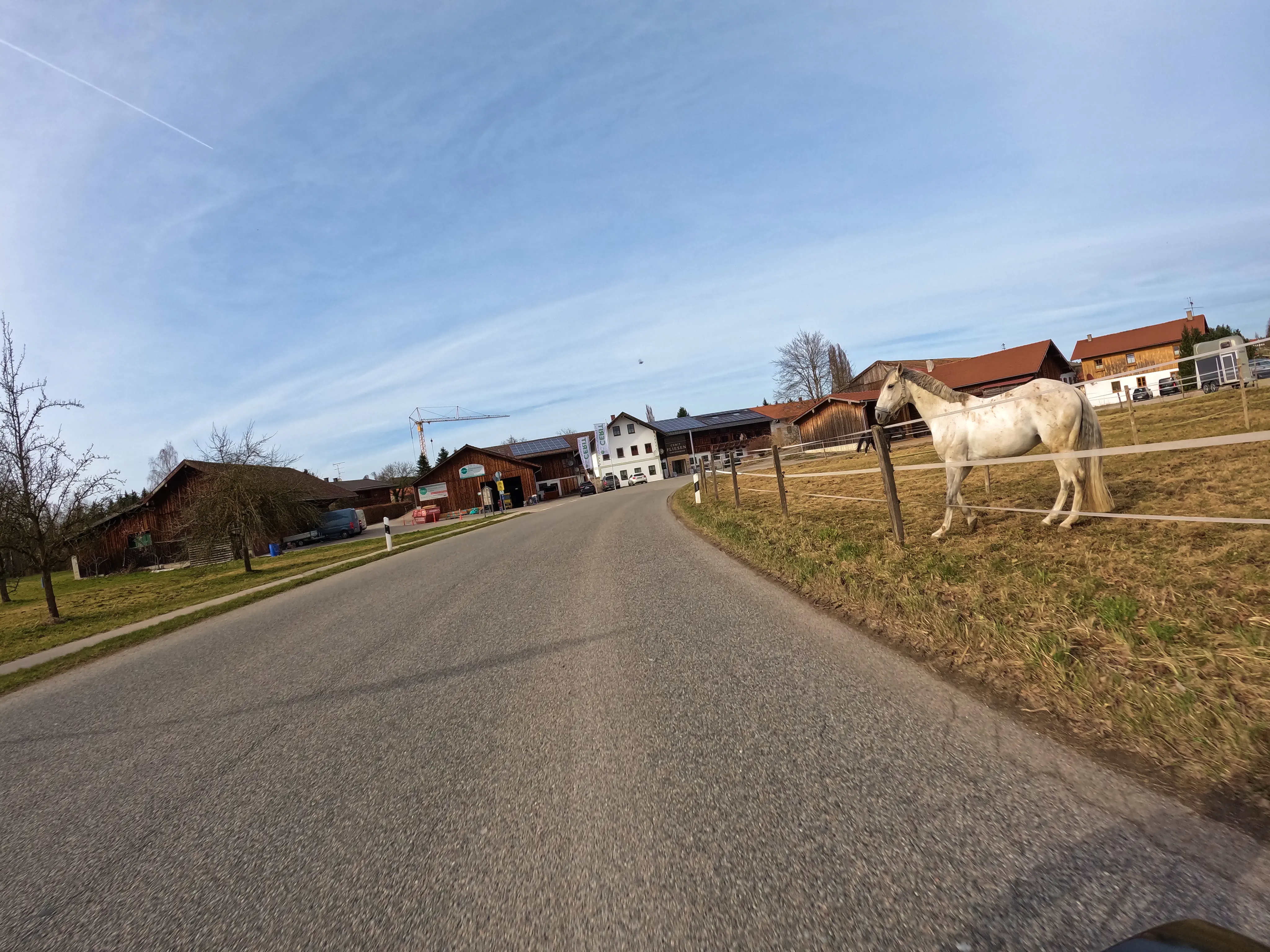 Weißes Pferd, blauer Himmel