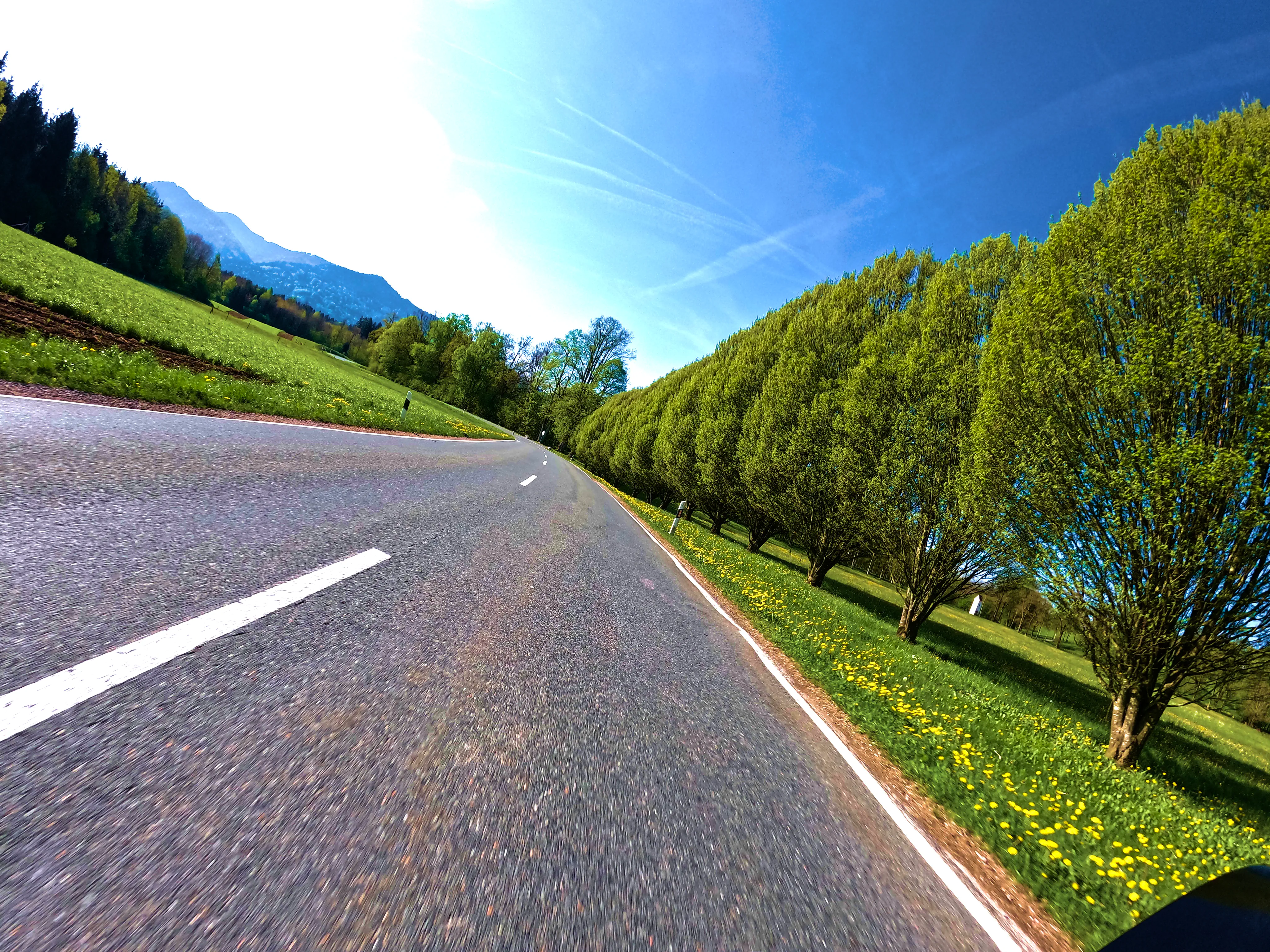 Schön aufgereihte Bäume am Hofgut Letten