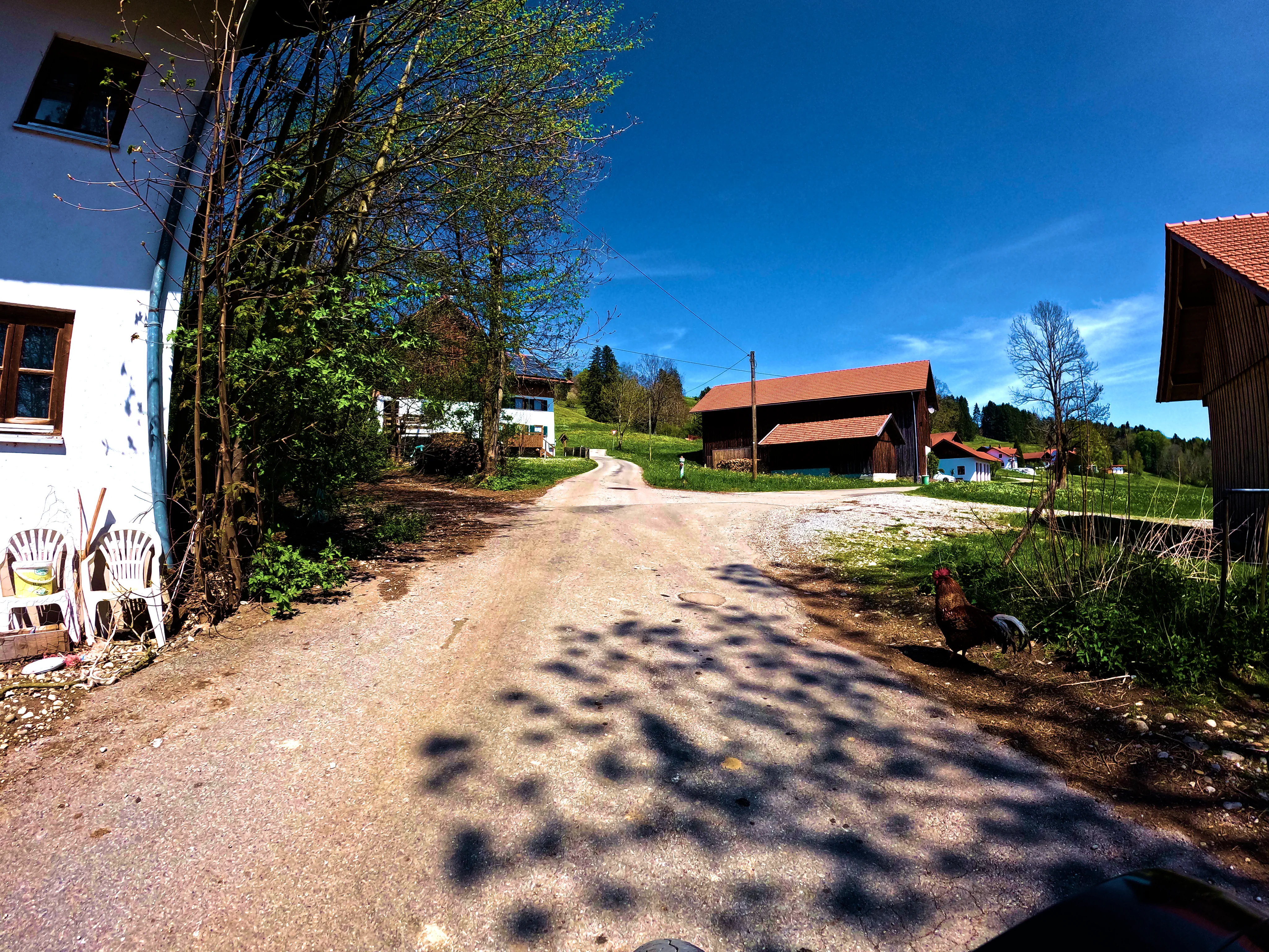 Der Gockel wartet brav am Straßenrand