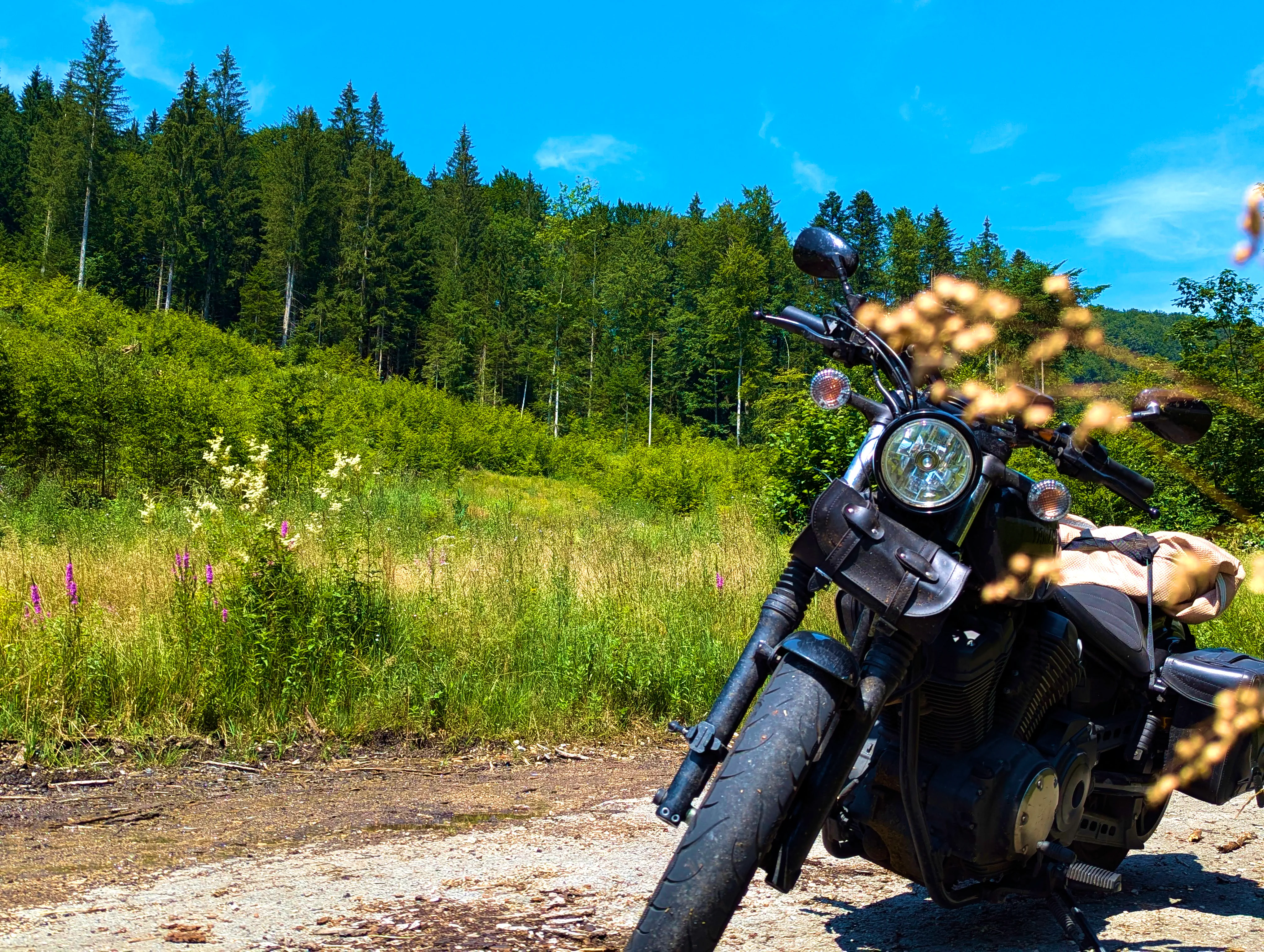 Wald- und Wiesenbolt mit Gestrüpp