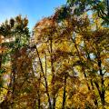 Noch mehr Herbst