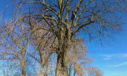 Featured image of post Rastbankerl 2025