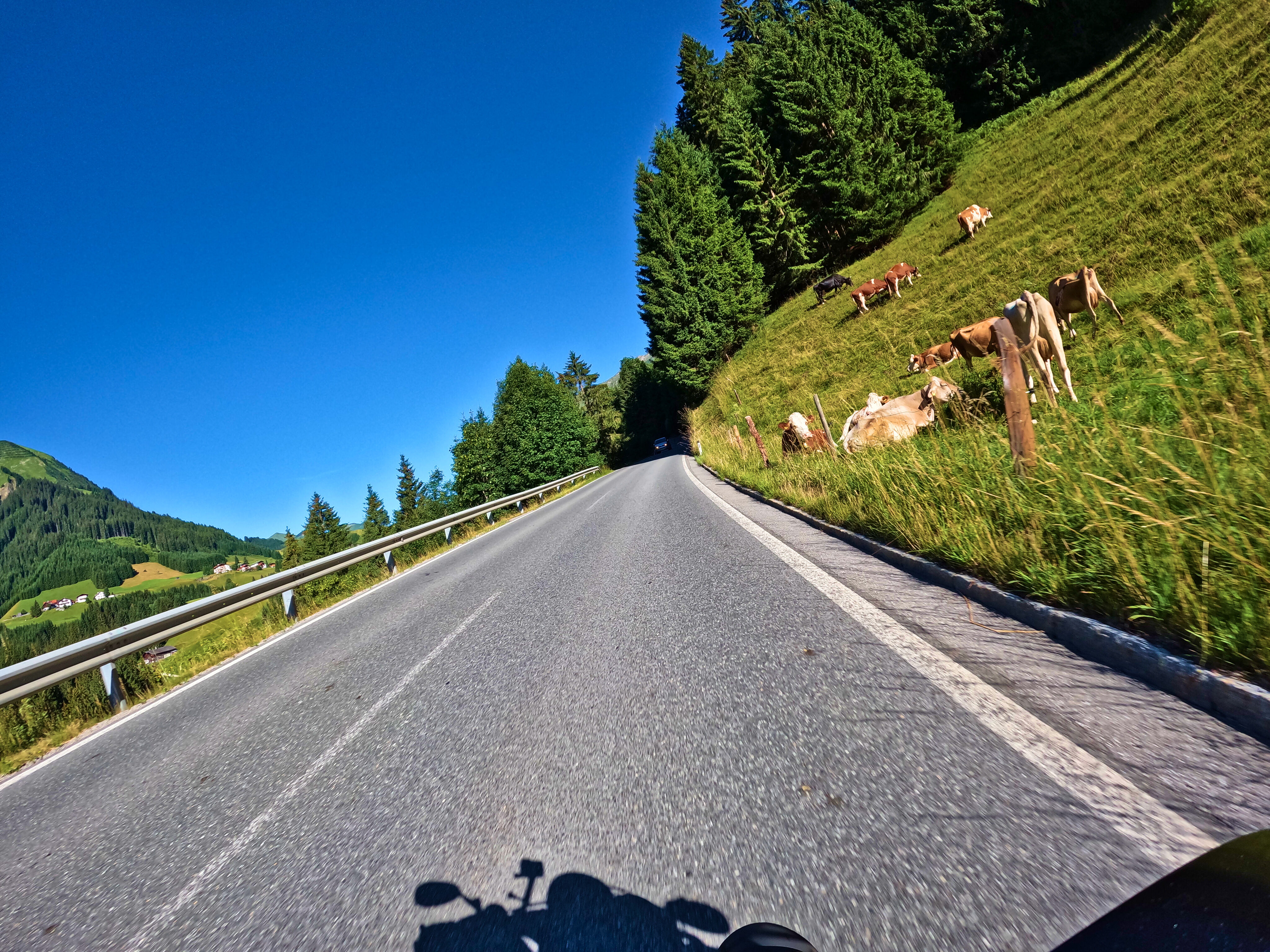 Entspannt an Kühen vorbei