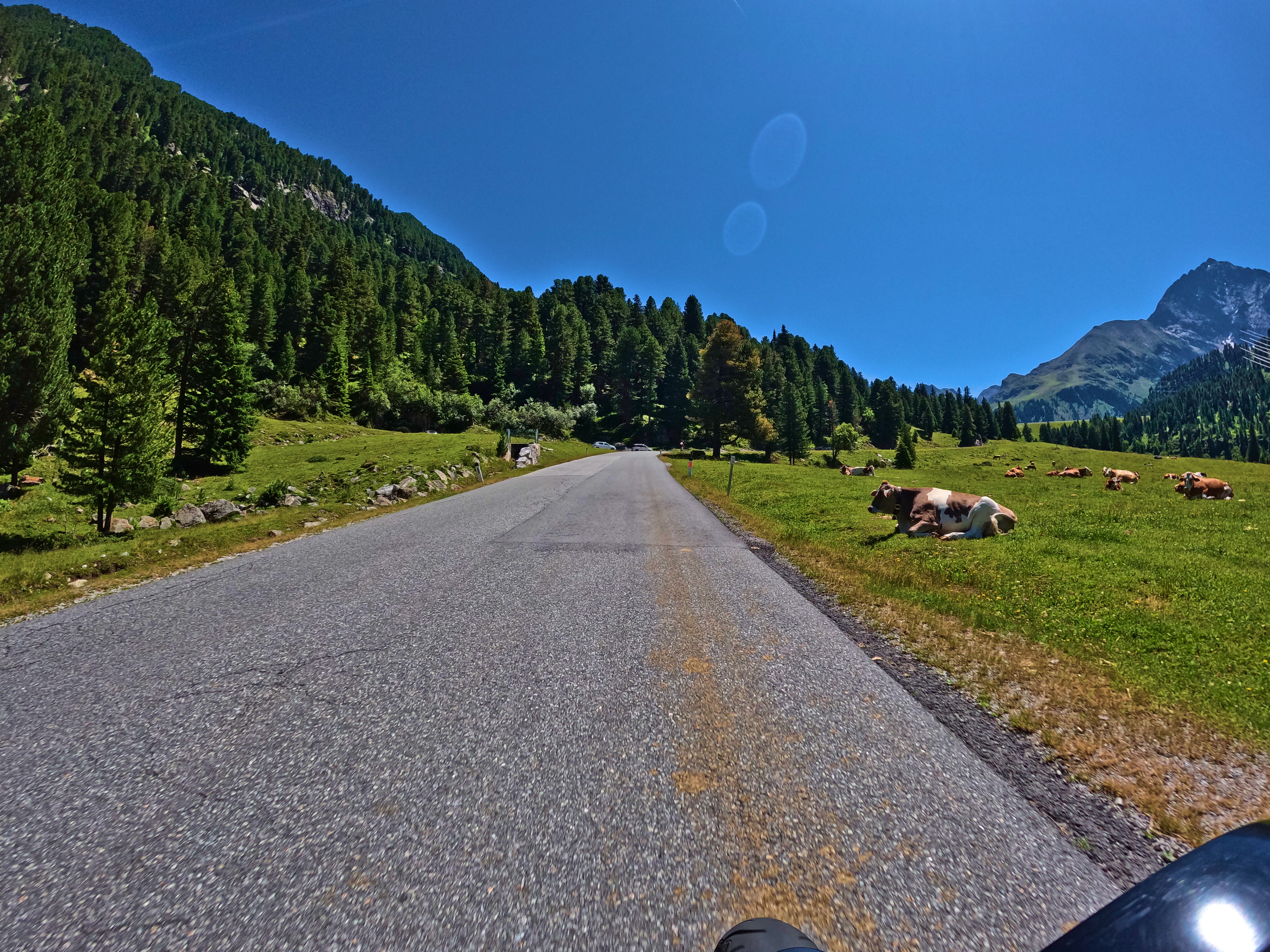 Wiederkäuende Kühe