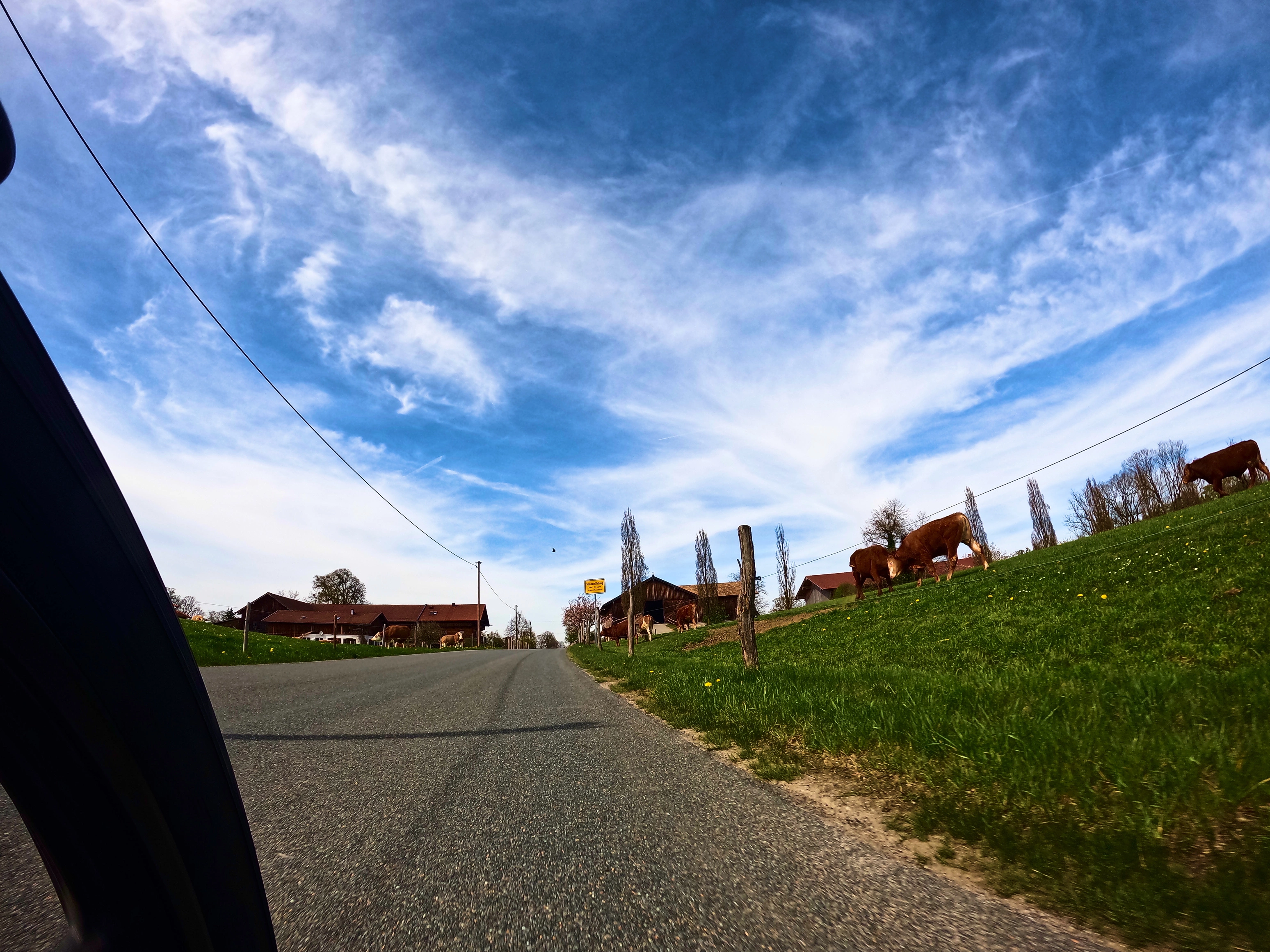 Und kämpfende Kühe!